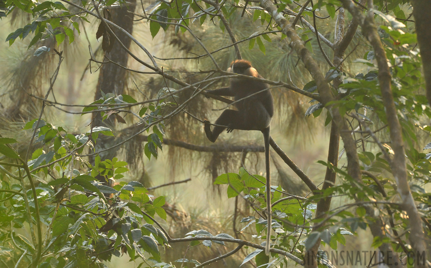 Trachypithecus vetulus vetulus [550 mm, 1/160 sec at f / 9.0, ISO 4000]